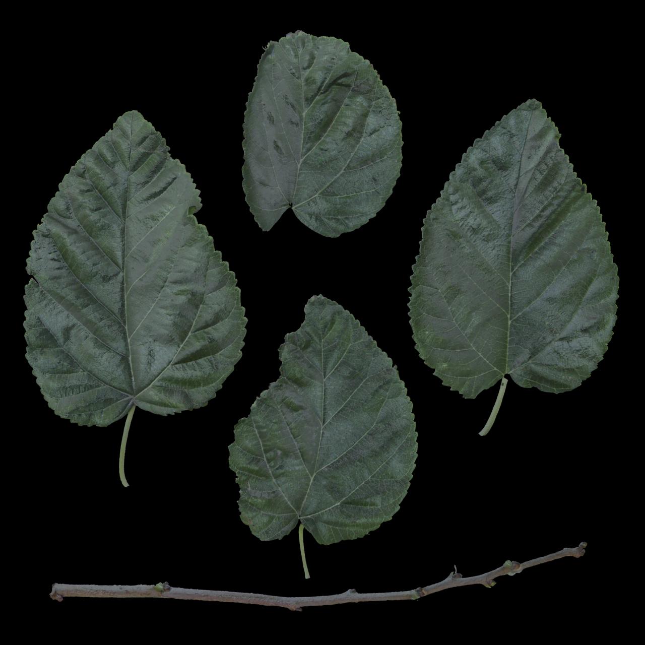 Alternative Gallery Image